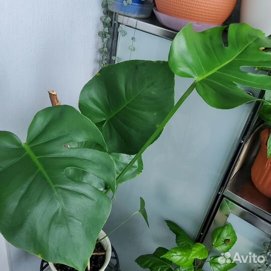 Монстера комнатное растение