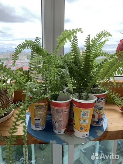 Папоротник нефролепис