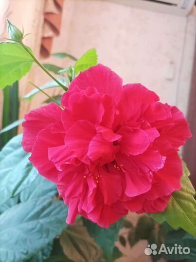 Гибискус китайская роза махровая