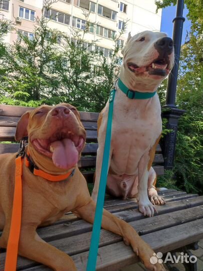 Няня для собак