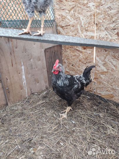 Петушки молодые