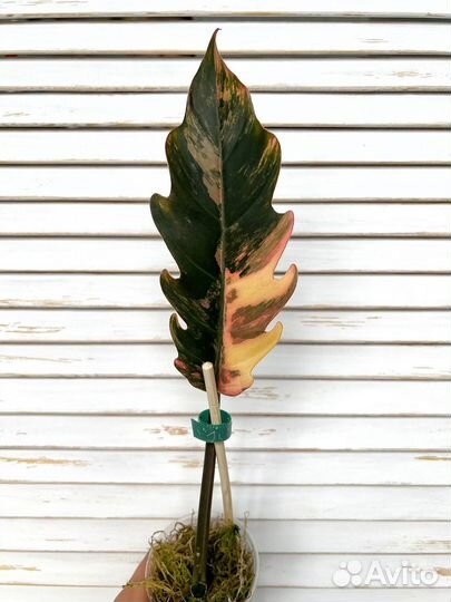 Филодендрон карамель марбл