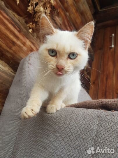 Отдам кошечку 3мес