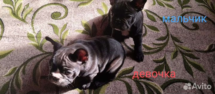 Собаки щенки продам