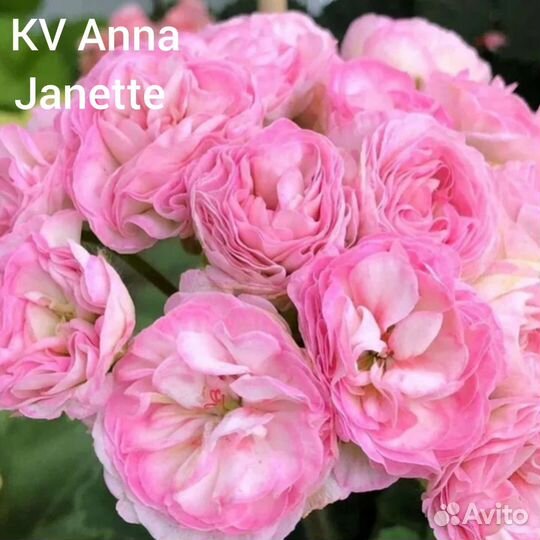 Пеларгония герань / укорененные веточки