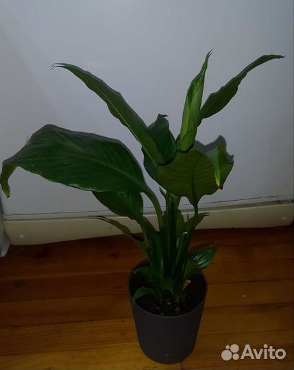 Женское счастье. Спатифиллум