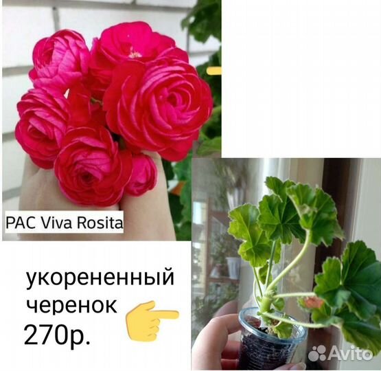 Укорененные черенки пеларгоний