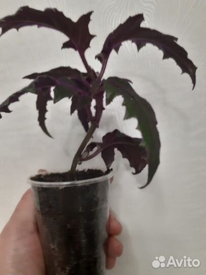 Комнатные растения цветы