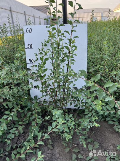 Спирея Вангутта саженцы