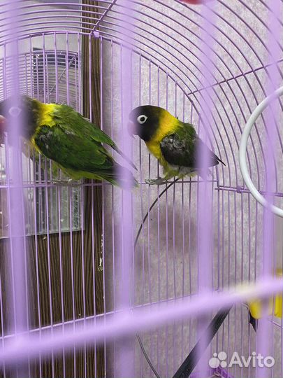 Попугай неразлучники с клеткой