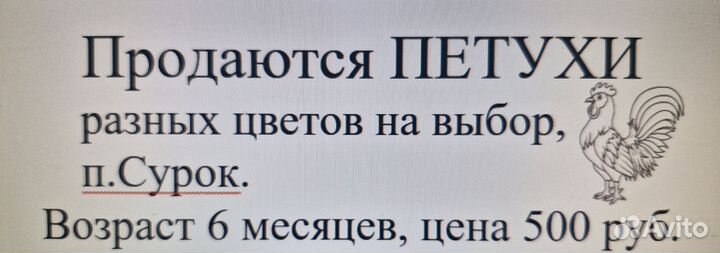 Молодые петухи