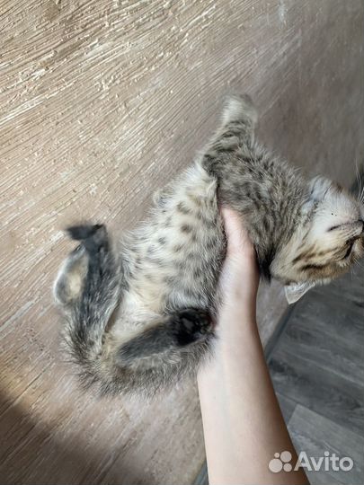 Кошка в дар бесплатно