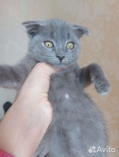 Мальчик британец