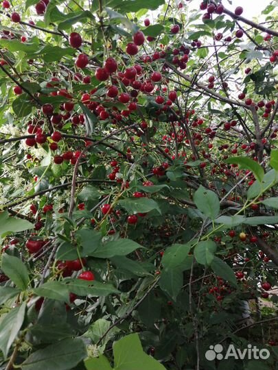 Саженцы вишни, смородины, крыжовника,малины