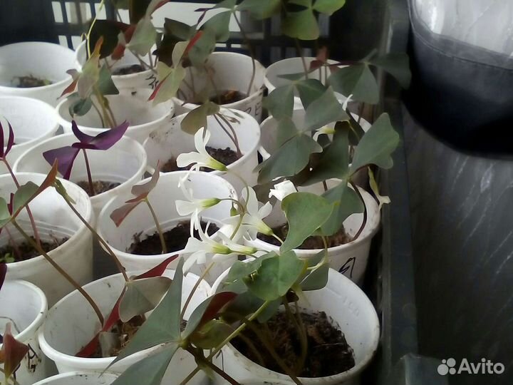 Кислица или оксалис с зелеными листьями