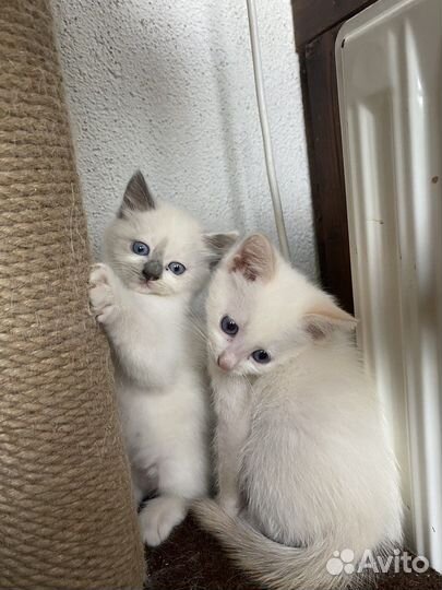 Котенок в добрые руки