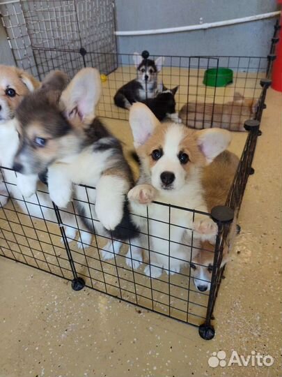 Щенки вельш корги пемброк