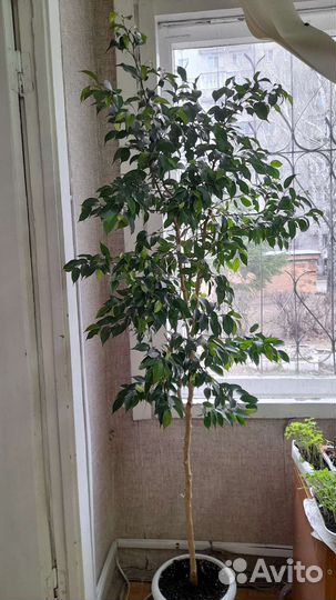 Фикус бенджамина большой