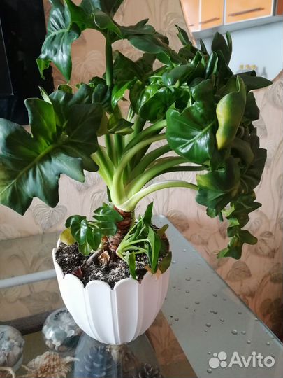 Филодендрон Атом