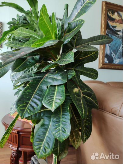 Кодиеум кротон