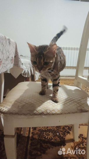 Бенгальская кошка