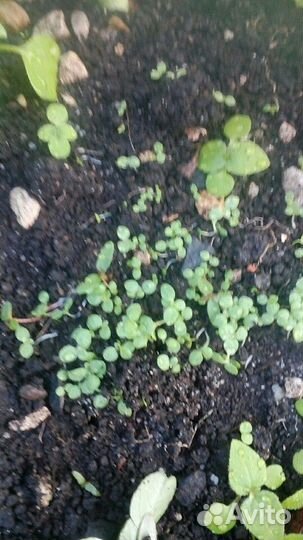 Семена пасленовых