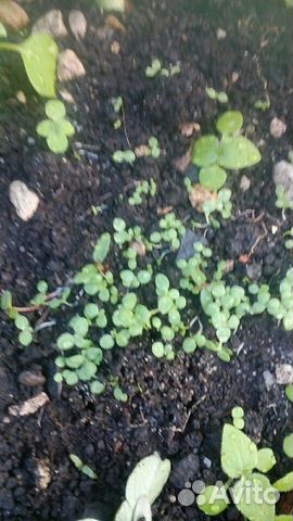 Семена пасленовых