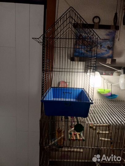 Попугай неразлучники с клеткой