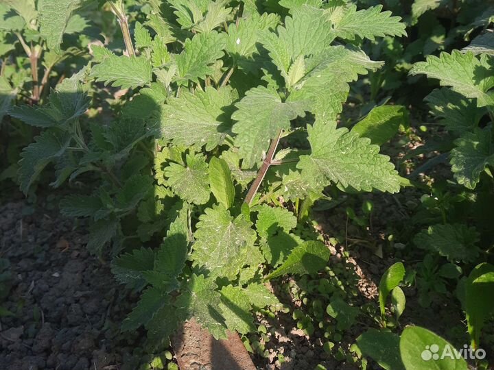 Семена ароматных трав