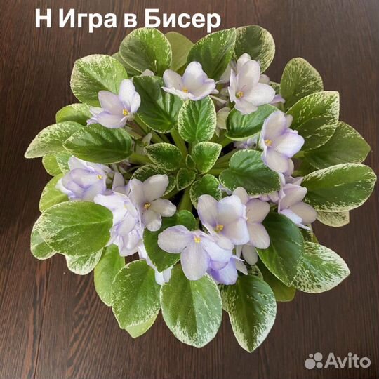 Фиалки пестролистные