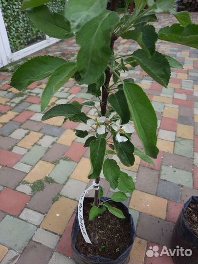 Колонновидная яблоня Поэзия