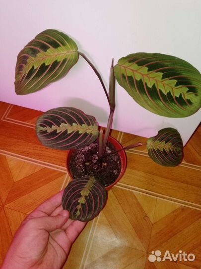 Маранта триколор