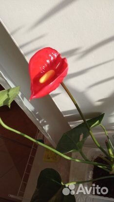 Антуриумы разные