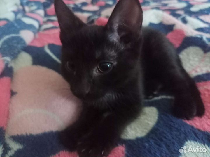 Кошка(3 мес.)