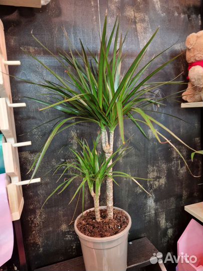 Пальма драцена