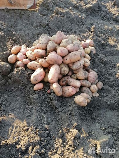 Домашний картофель