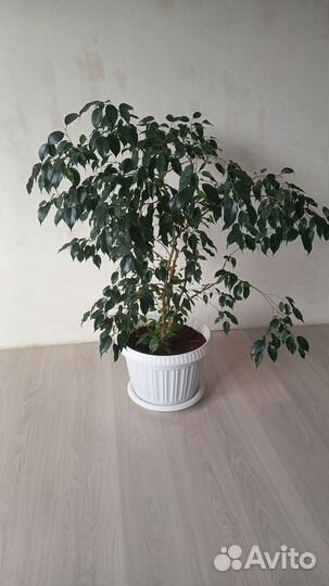 Фикус бенджамина