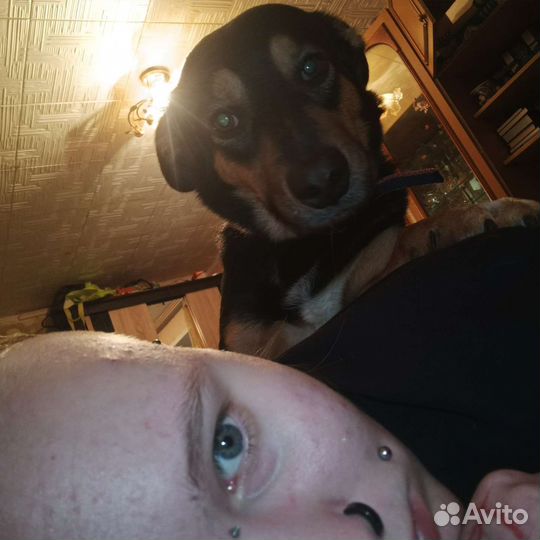 Выгульщик собак (читайте описание)