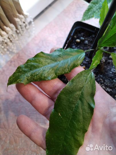 Комнатные цветы