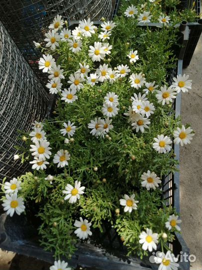 Аргирантемум саженцы, черенок