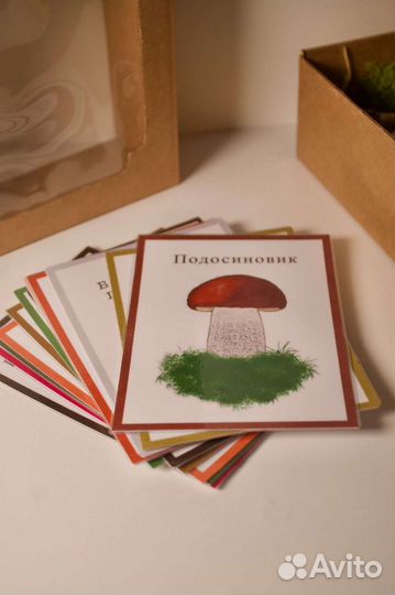 Набор грибов из полимерной глины