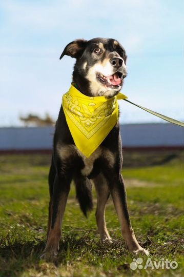 Собака одиноко ждет в приюте