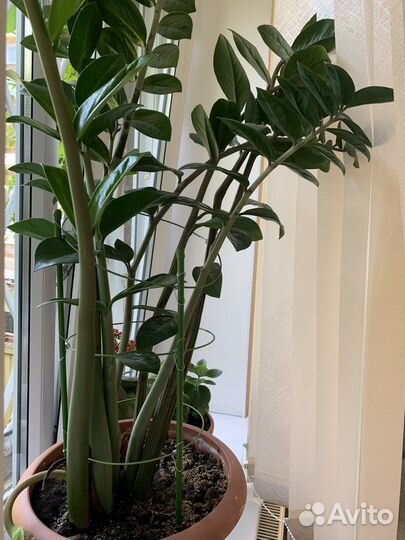 Замиокулькас