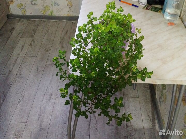 Манстера и альтернатера
