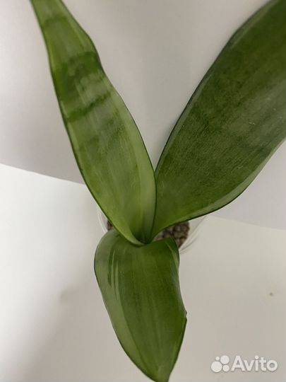 Сансевиерия муншайн сильвер ангел
