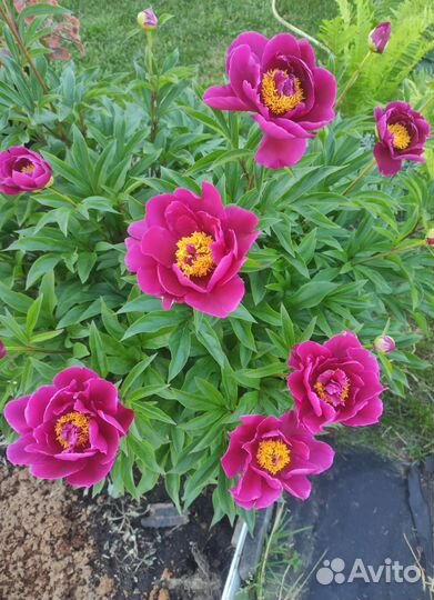 Пионы, Лилии, Лилейник