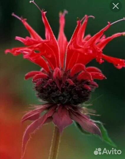 Цветущая калла