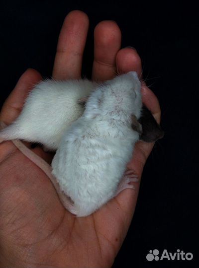 Крысята Дамбо и другие животные