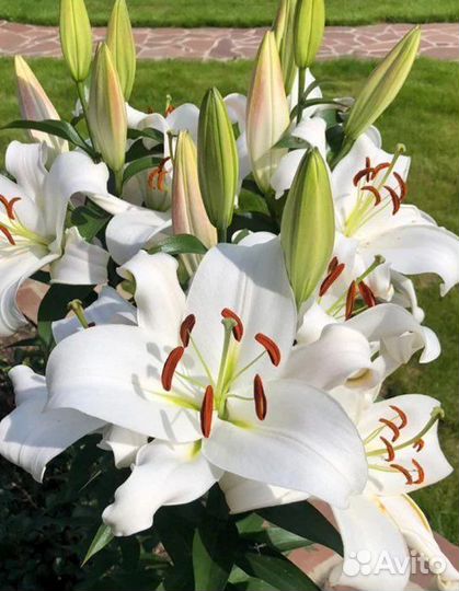 Лилии от гибриды на бутоне
