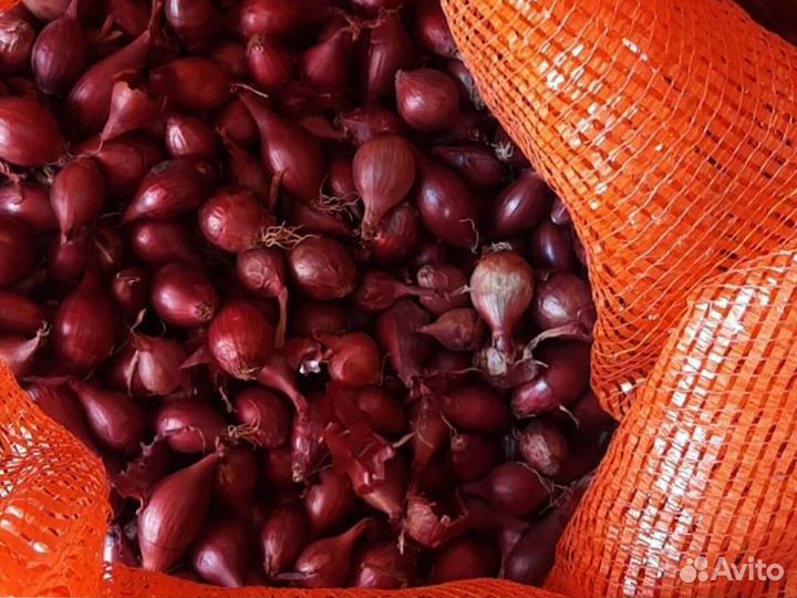 Лук севок Оптом Кармен красный